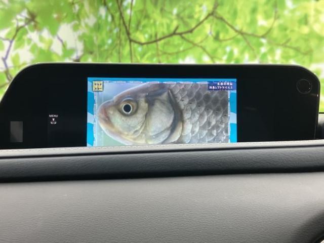 24974793_carP_l_6.jpg