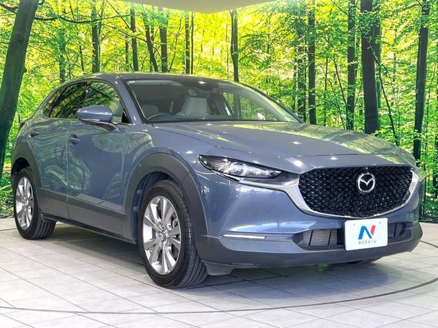 25199968_carP_l_11.jpg