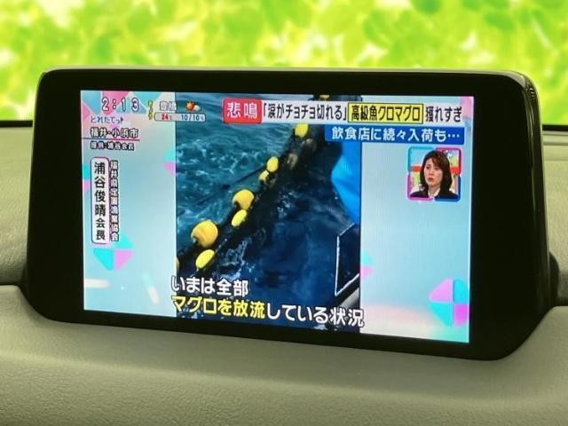 23909292_carP_l_6.jpg