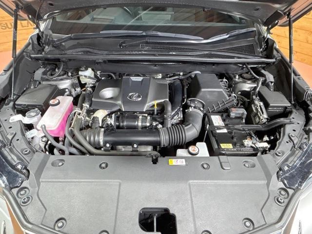 25673837_carP_l_16.jpg