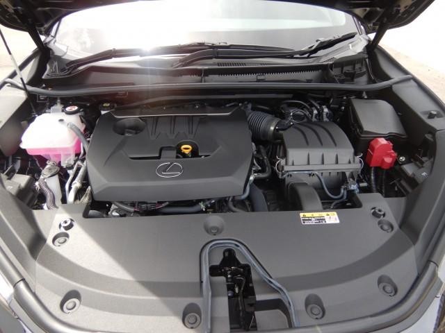 25734954_carP_l_17.jpg
