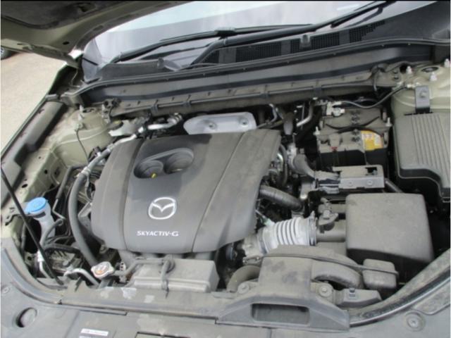 24974857_carP_l_6.jpg