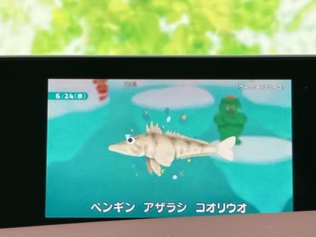 24782223_carP_l_6.jpg