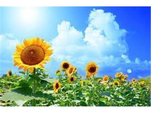 bf535e20c902b2d8eaaf4c5c20321bd9.jpg